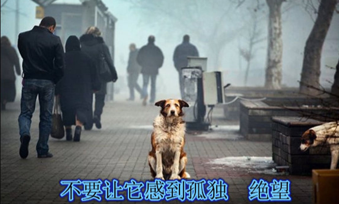 庆阳庆阳爱影圈微博微信转发案例